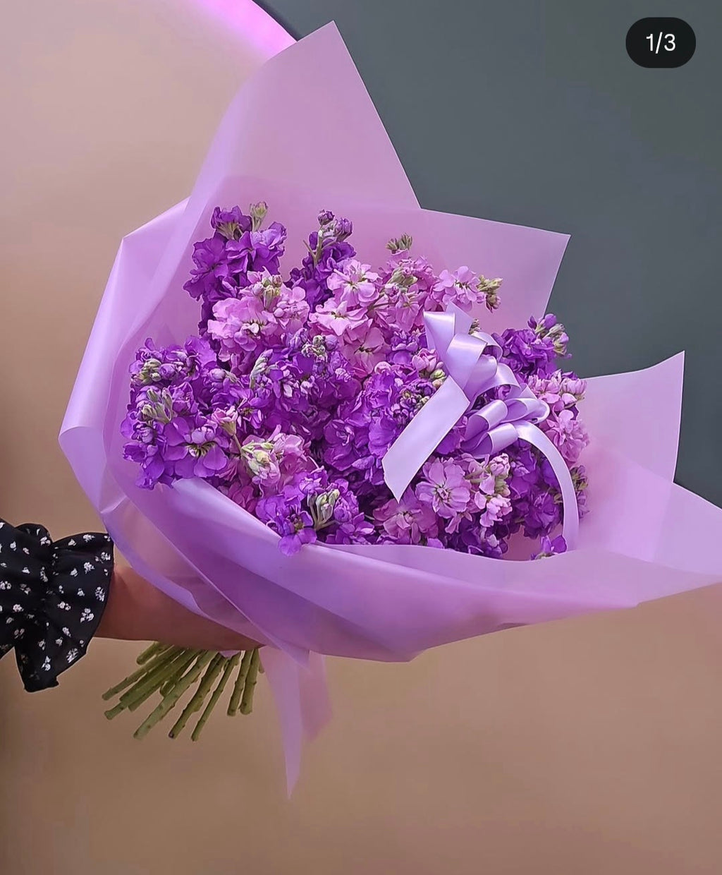 Lilac Dream