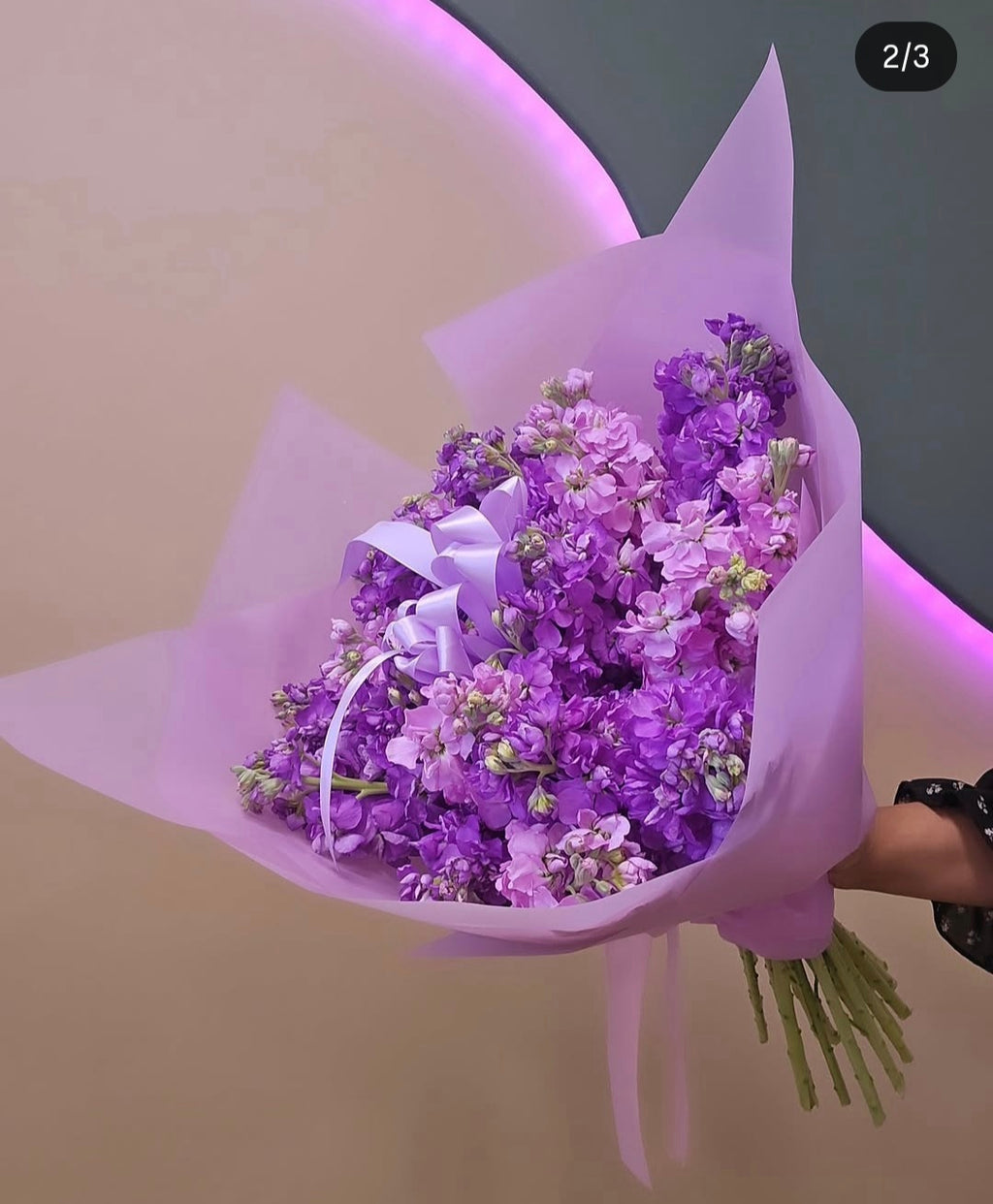 Lilac Dream